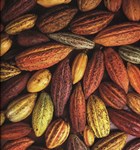cocoa pods image