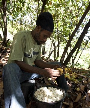 The Grenada Chocolate Company harvest