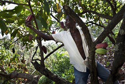 The Grenada Chocolate Company farmer