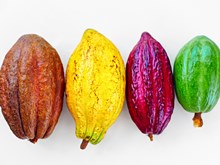 Cocoa pods bright colours
