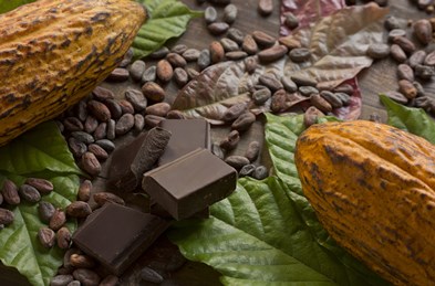 Cocoa pods and chocolate bar pieces