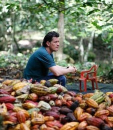 Willies chocolate cocoa harvest