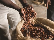 Callebaut Selected & Traceable cocoa horizons program