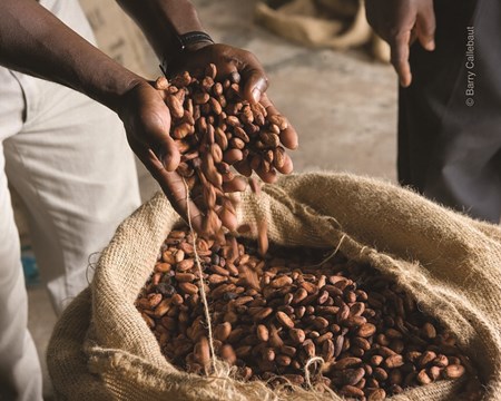 Callebaut Selected & Traceable cocoa horizons program