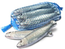 Net of milk chocolate sardines